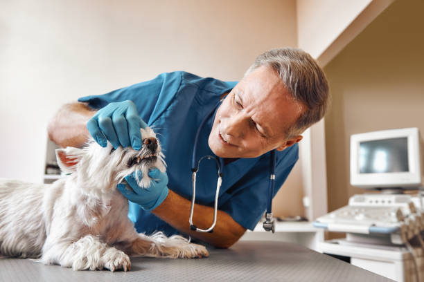 Best After-Hours Emergency Dentist in Myrtle Grove, FL
